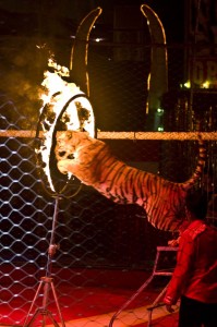 Tiger springt durch Feuerring