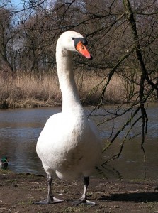 Schwan